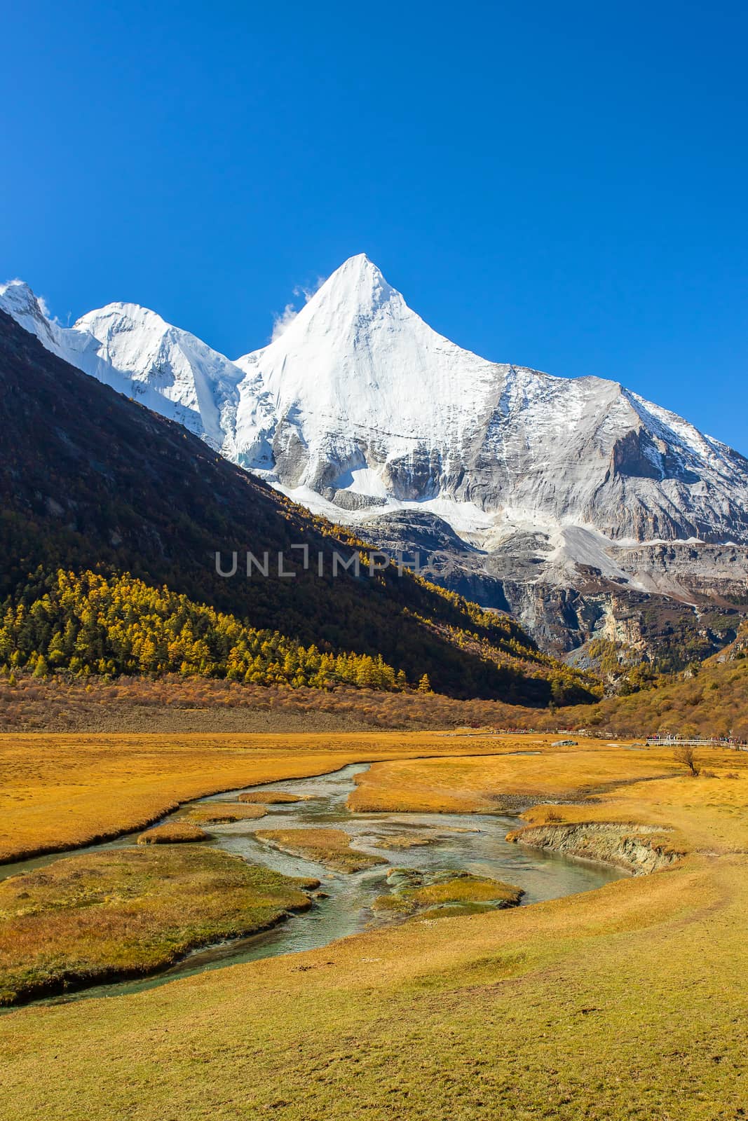 Colorful in autumn forest and snow mountain at Yading nature res by freedomnaruk