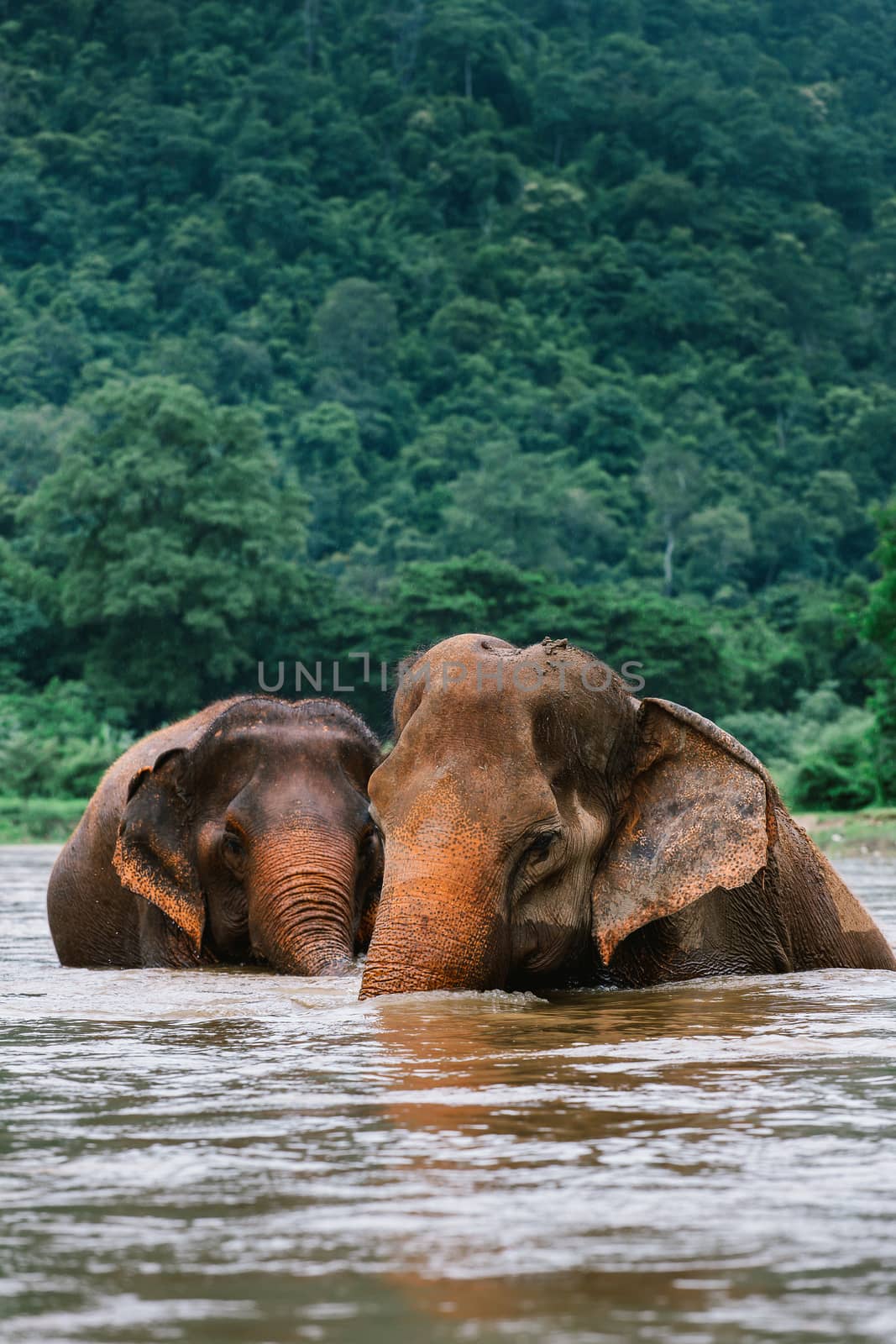 Asian Elephant in a nature at deep forest in Thailand