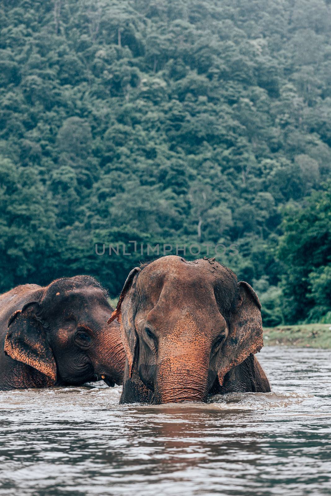 elephants relaxes in the water