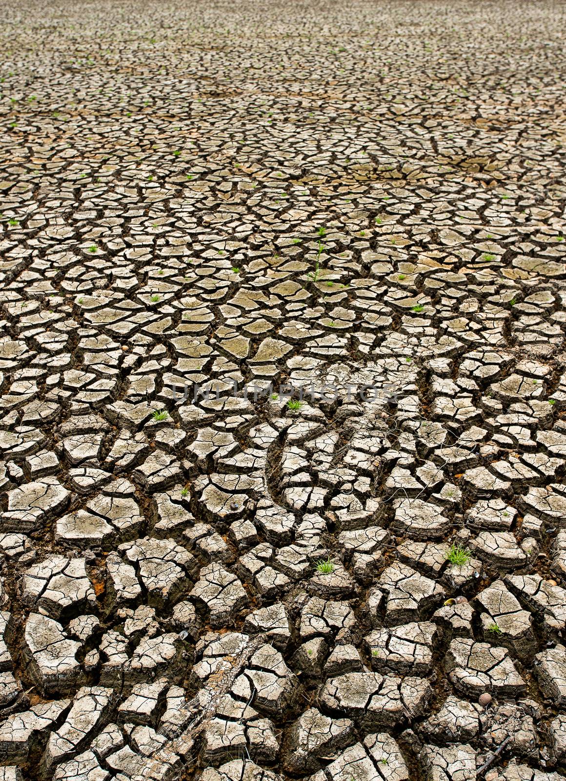 Cracked Dry Land Without Water