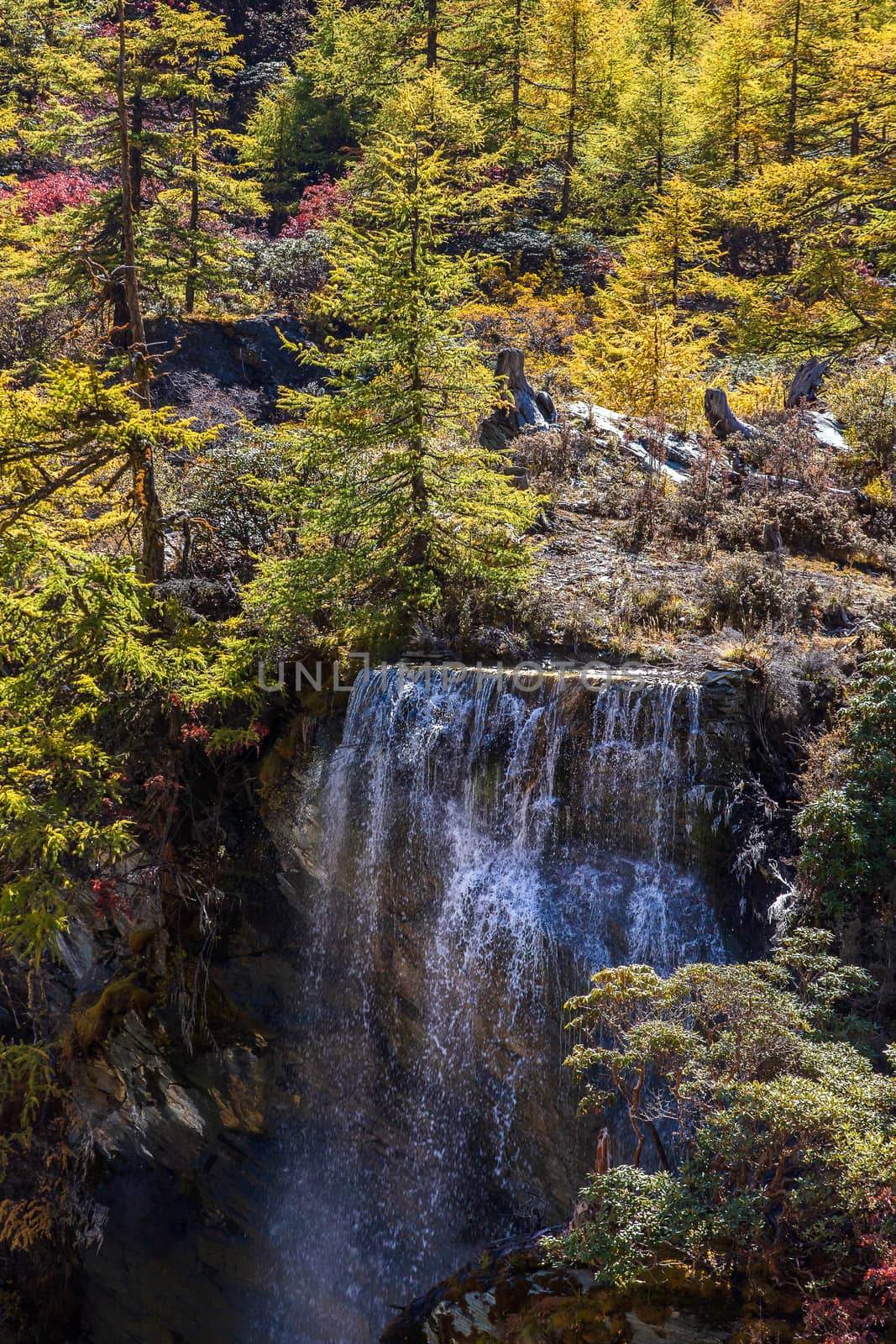 Colorful in autumn forest and snow mountain at Yading nature res by freedomnaruk