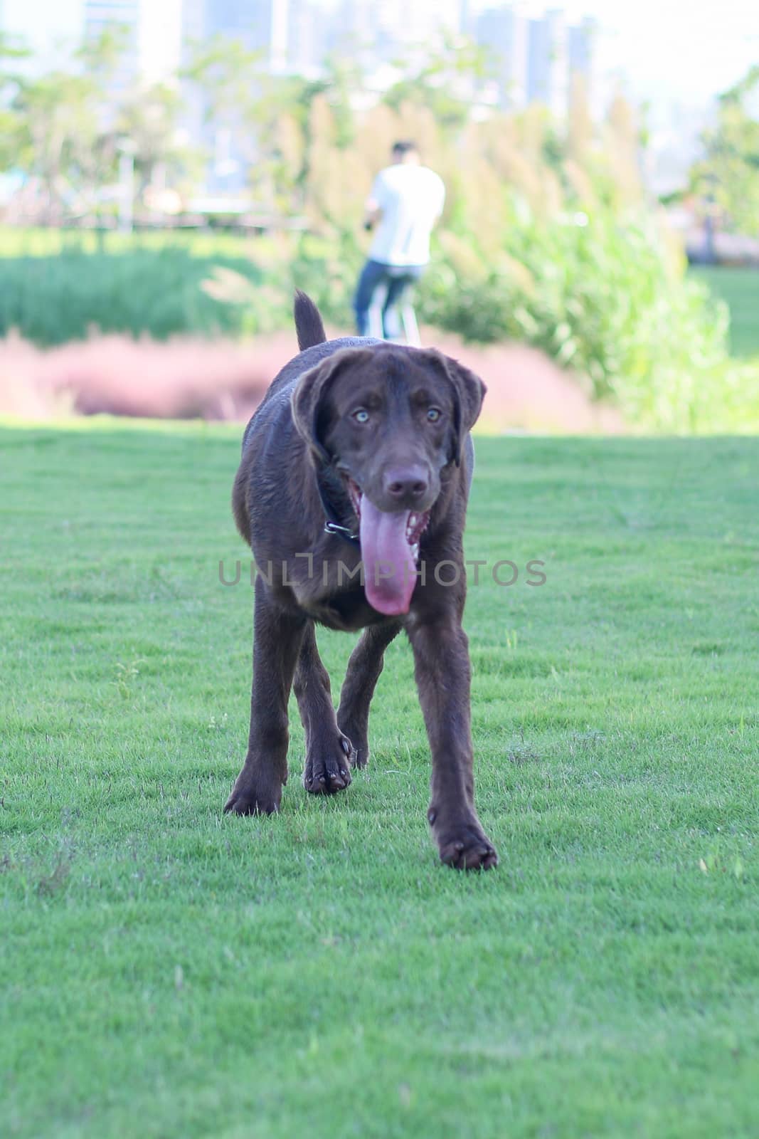 a dog golden retriever in the park