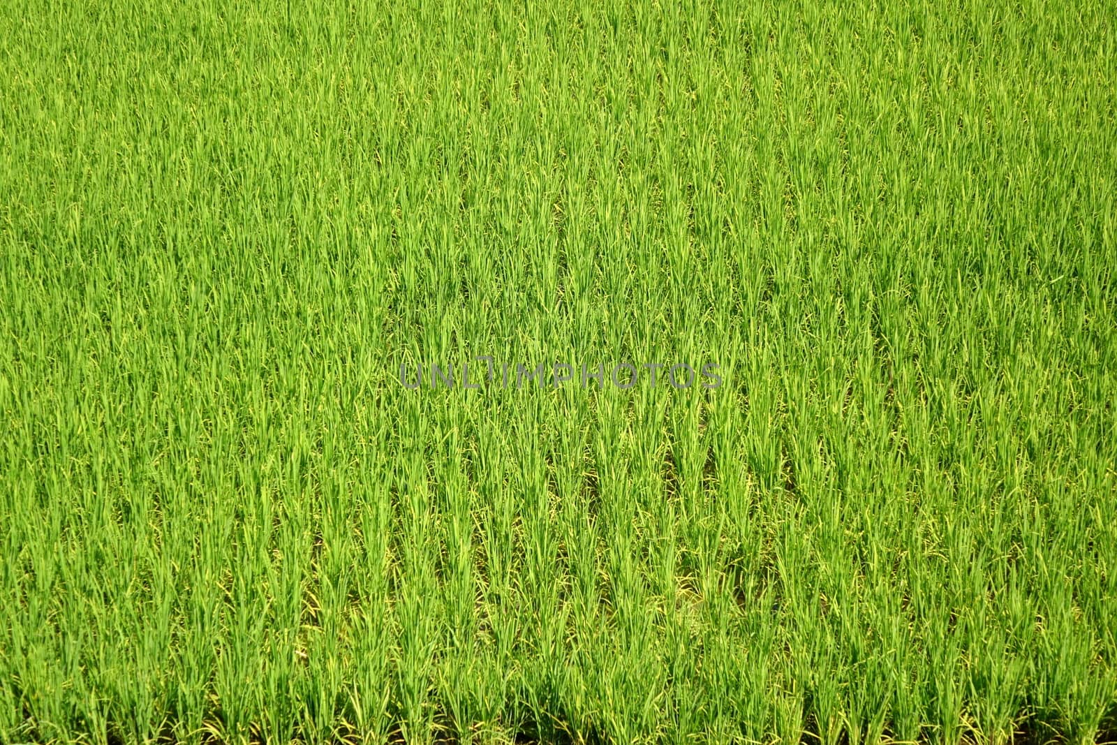 Aerial view of a lush and green rice field