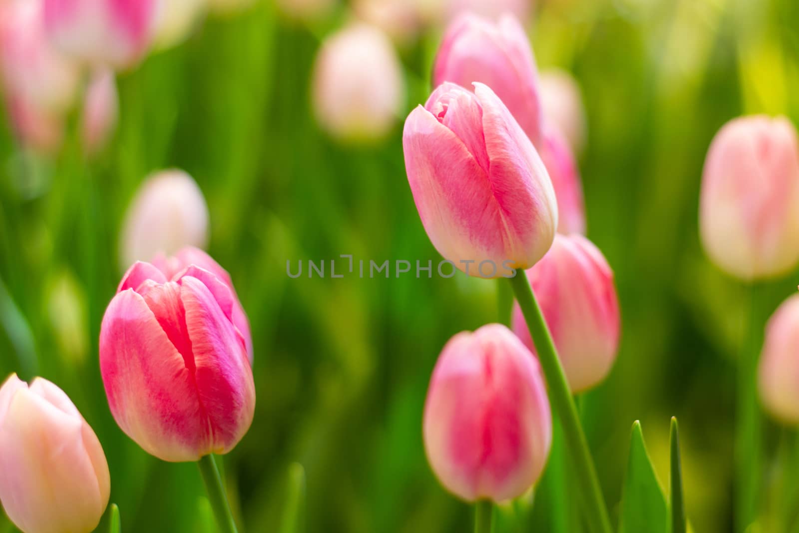 Pink tulips flower flower in garden plant, tulip spring-blooming  