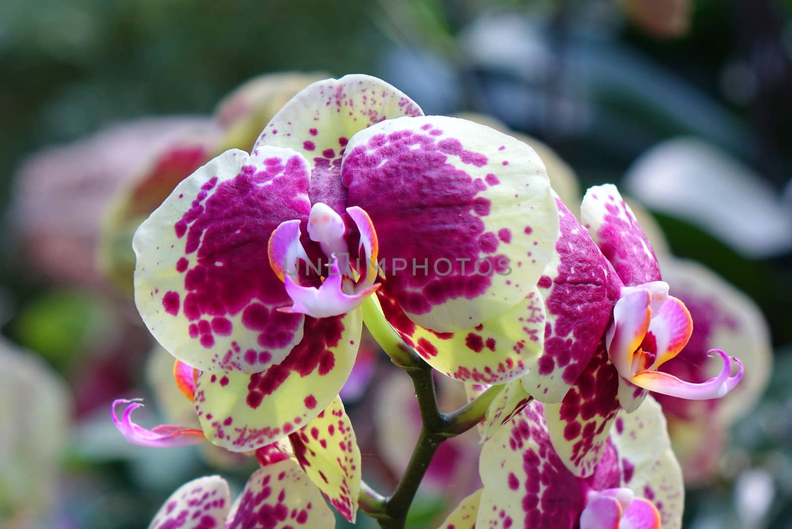 Purple and green blossoms of the Phalaenopsis orchid family