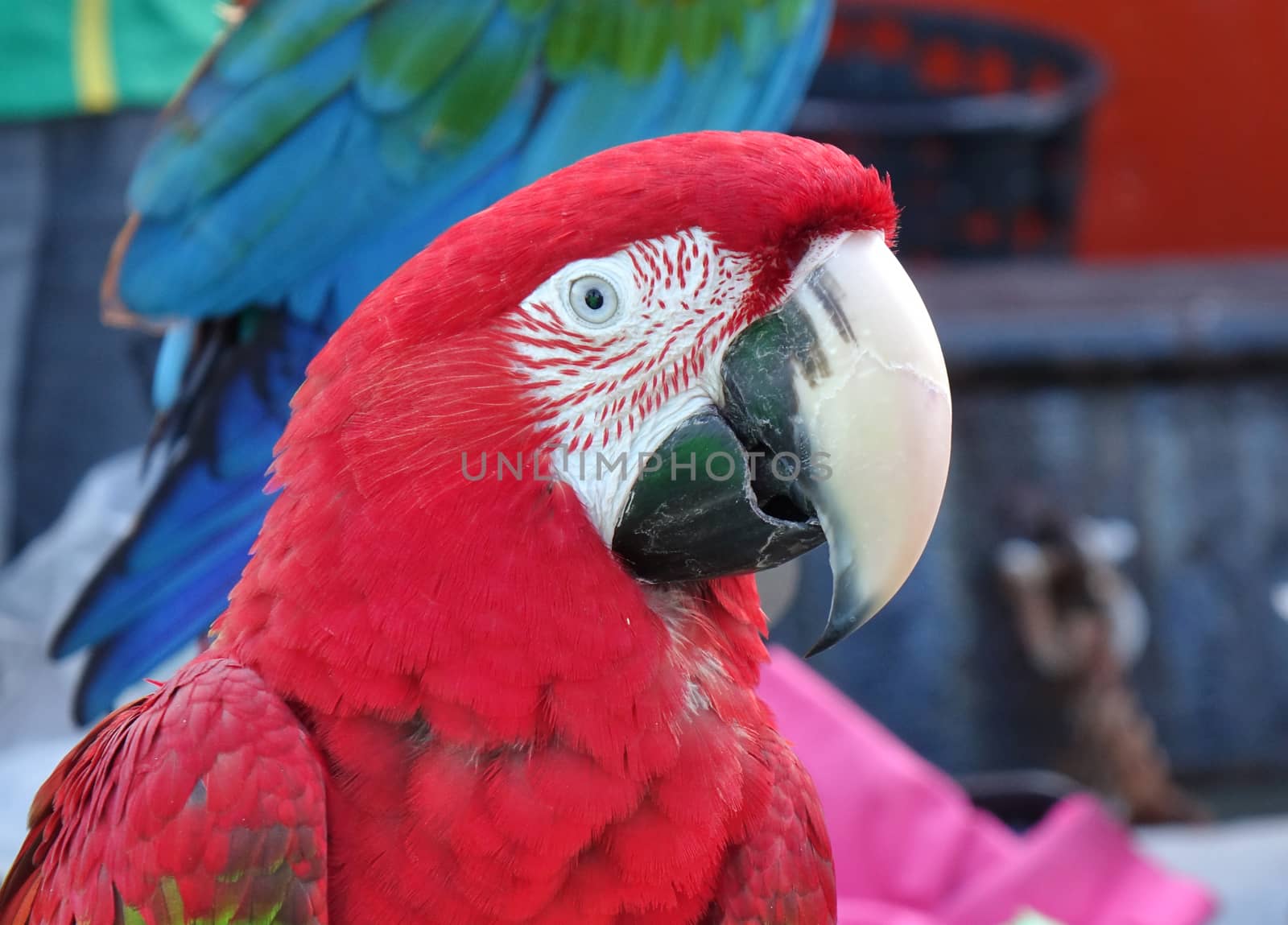 Closeup of scarlet macaw parrot with its characteristic large beak