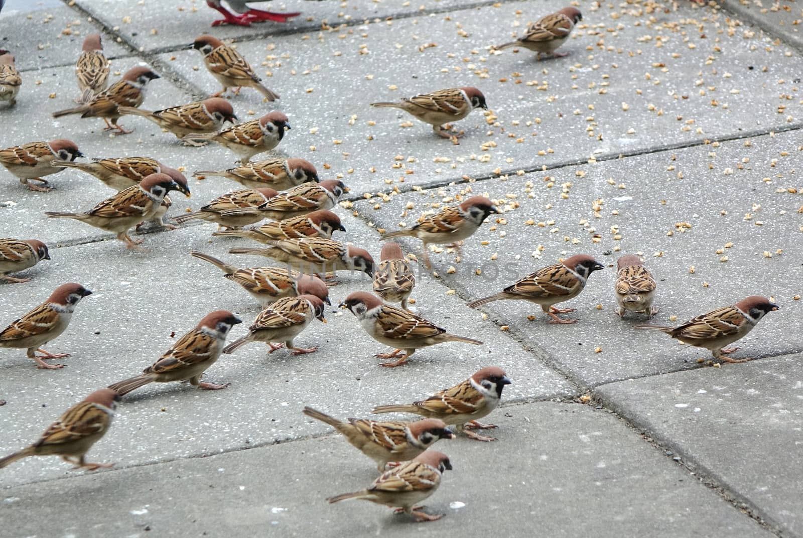 A flock of brown sparrows feeds on breadcrumbs in the park