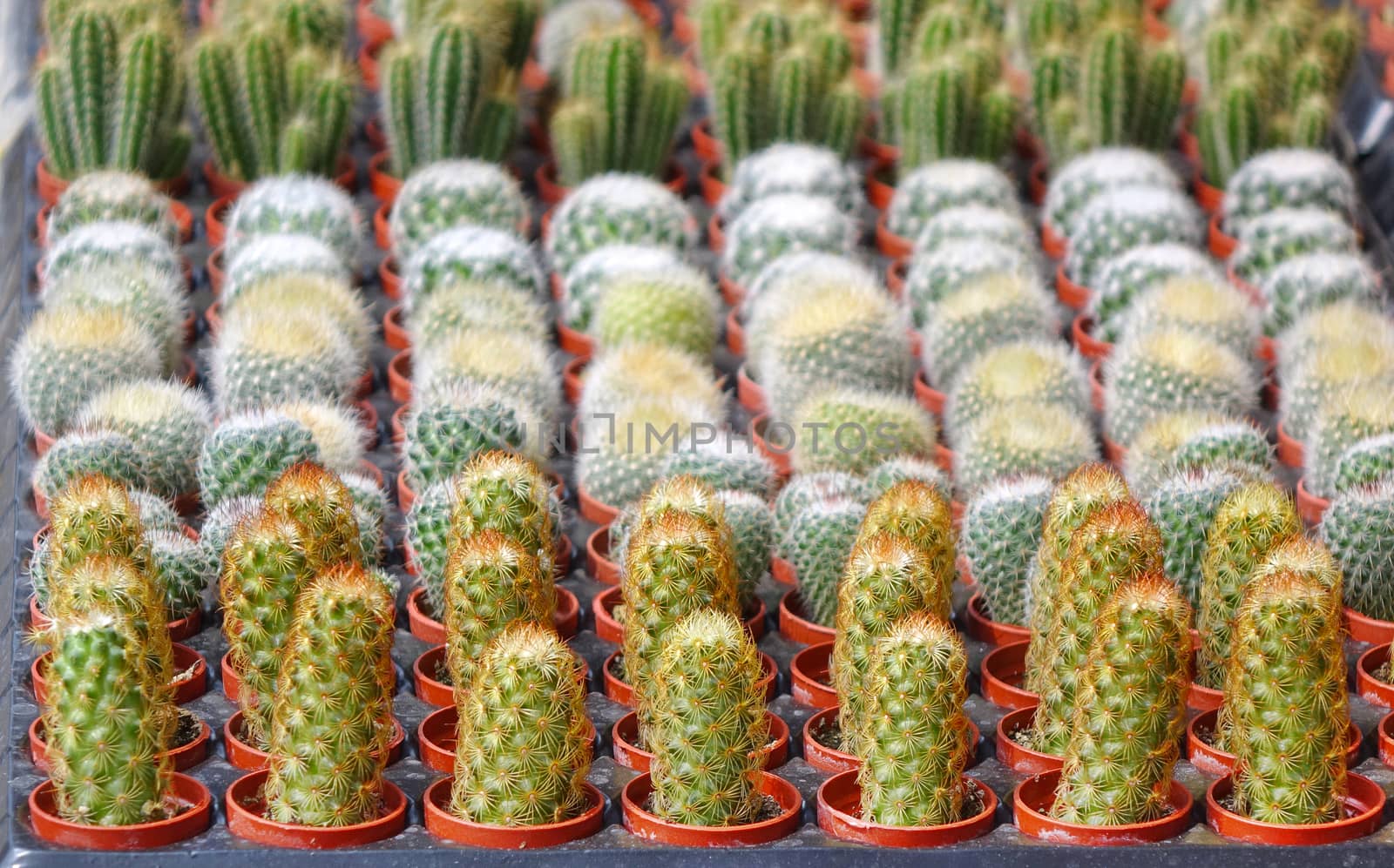 A street vendor at a flower market sells cactuses in pots