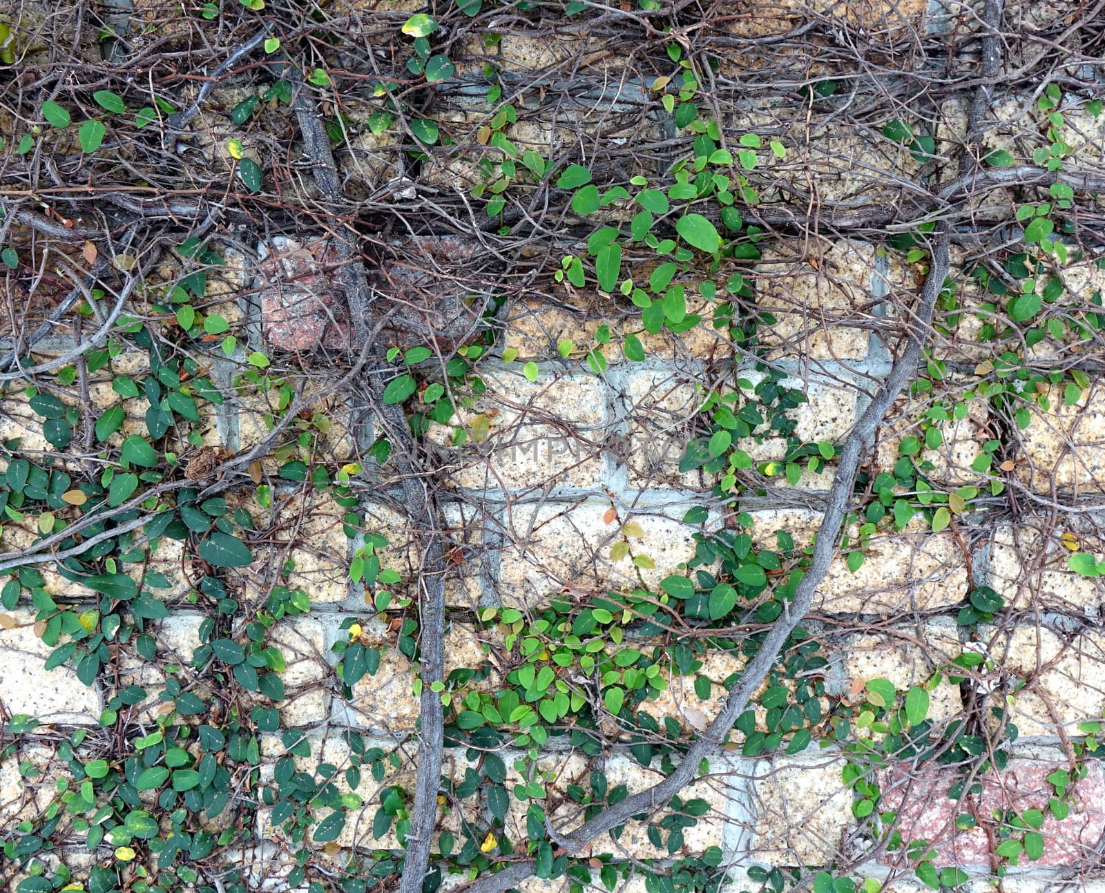 A natural stone wall is covered by climbing plants
