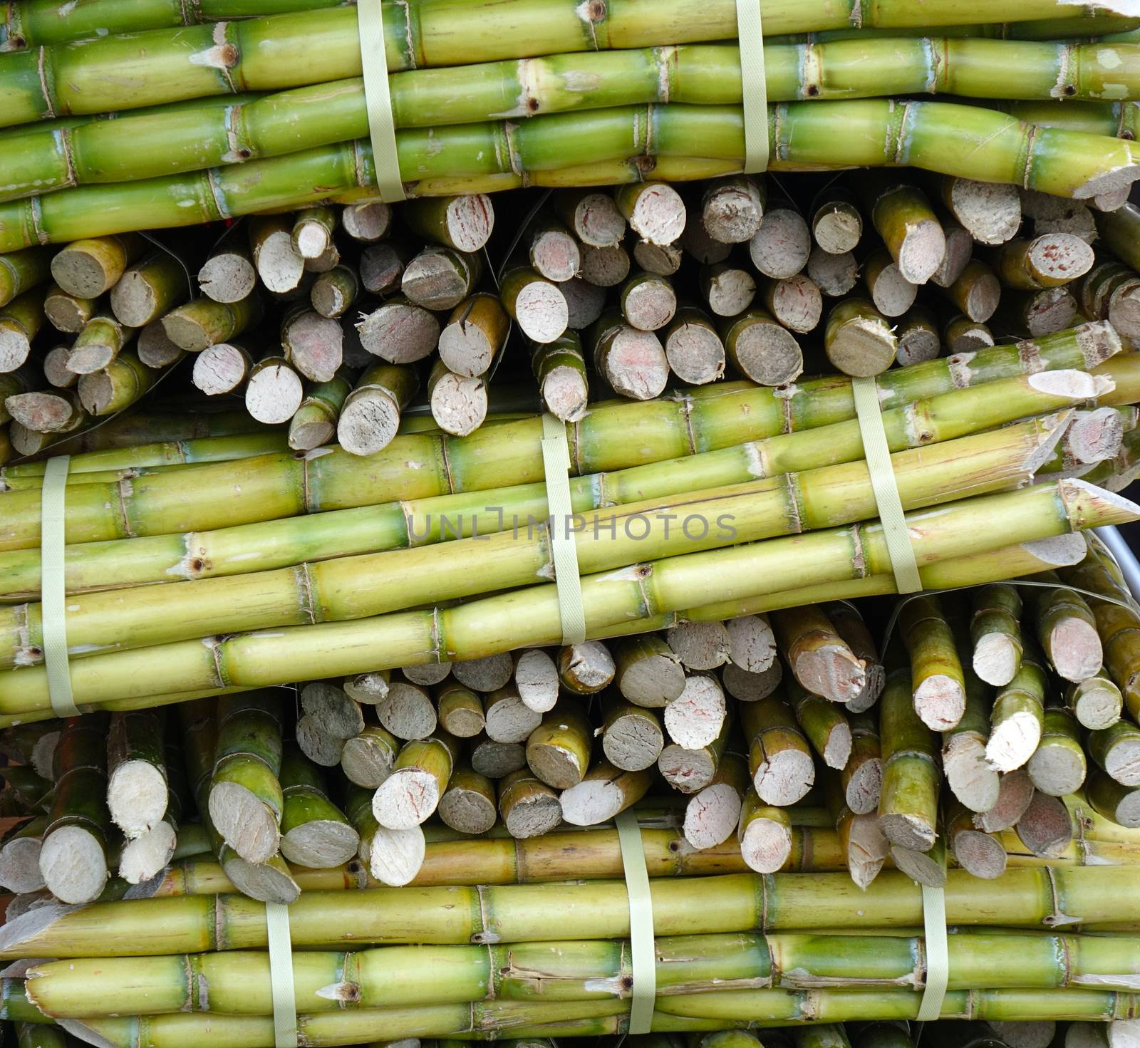 Bundles of fresh sugar cane for extracting the juice
