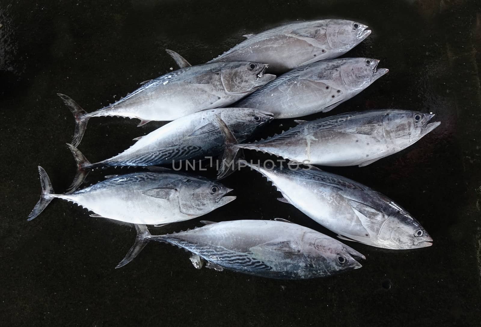 Freshly caught small-sized tuna are sold at a local fish market
