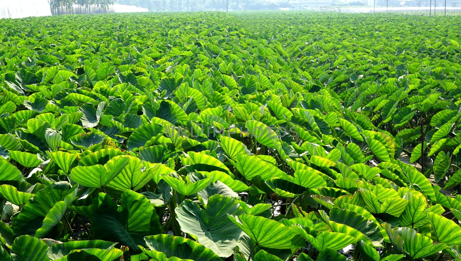 A large field planted with taro in Taiwan