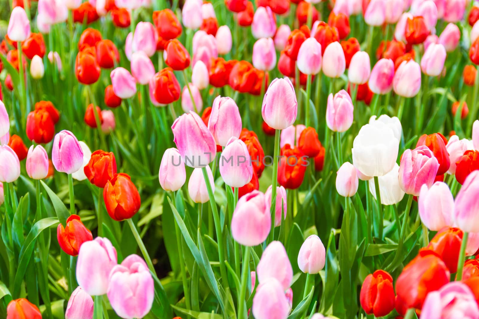 Pink,Red,Yellow tulips flower, beautifuly flower in garden plant, tulipa spring-blooming  
