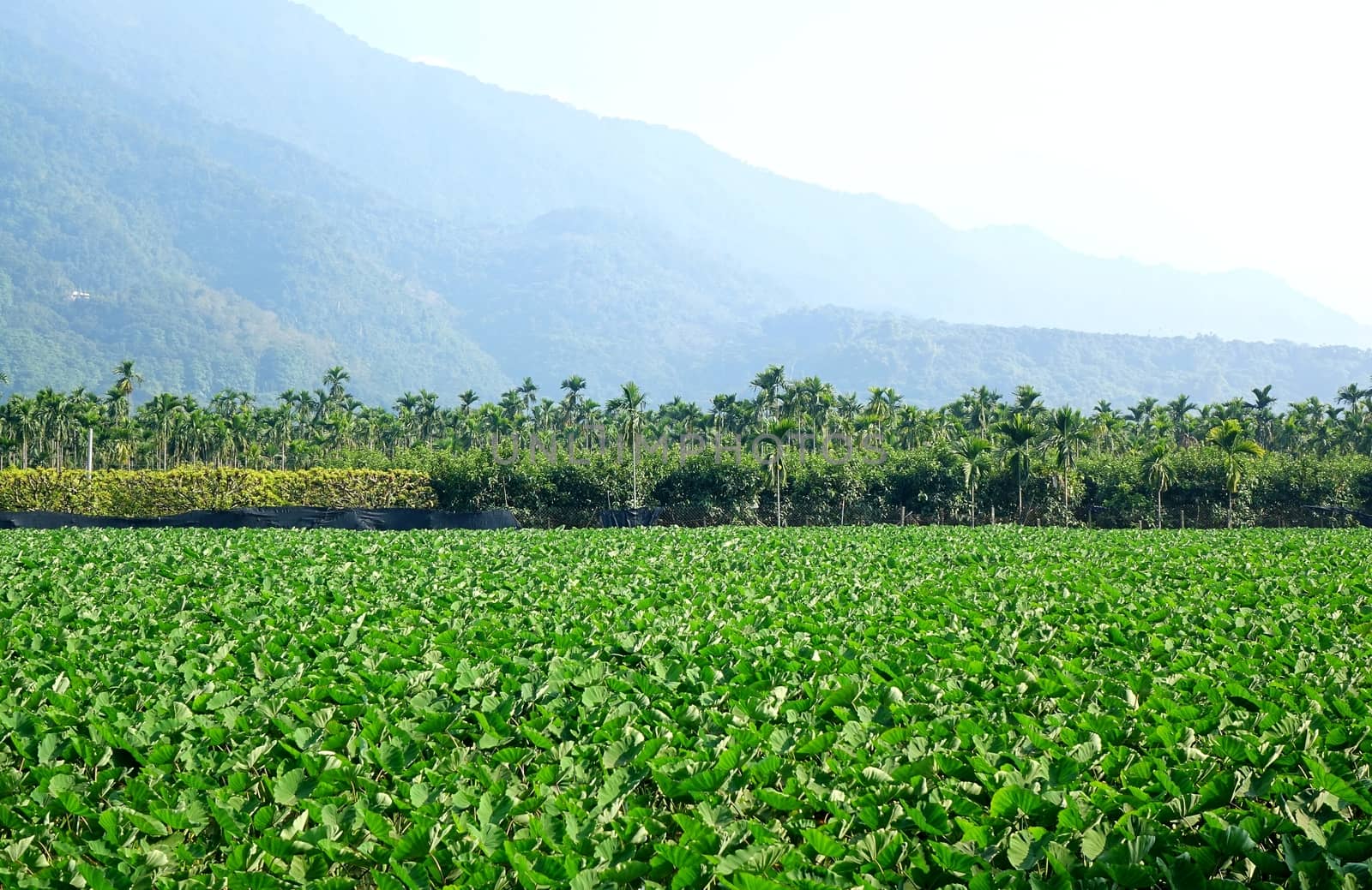 A large field planted with taro in southern Taiwan
