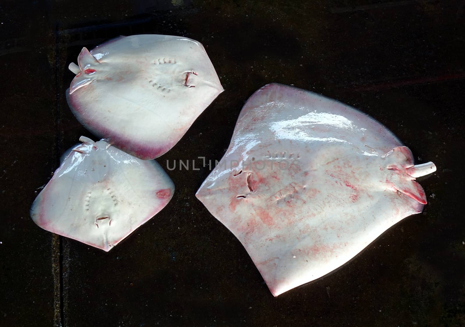 Three stingrays are for sale at a fishmarket in Taiwan