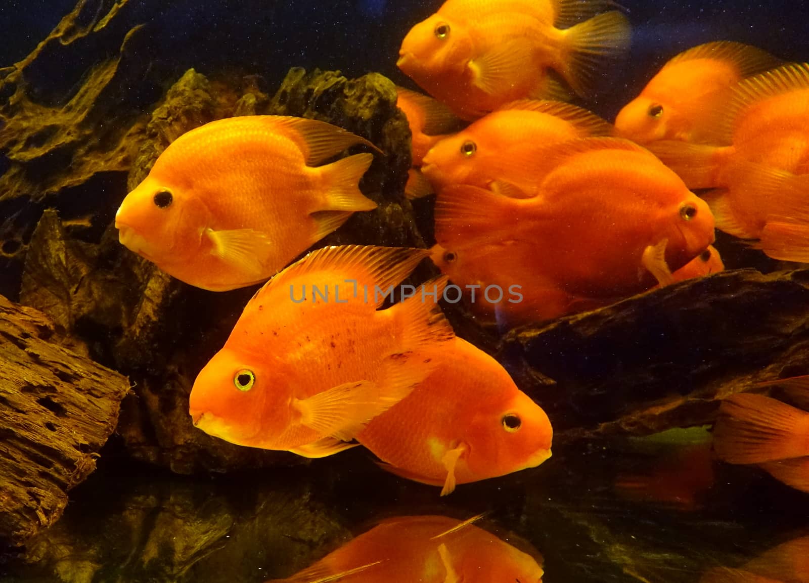 A fish tank with tropical blood parrot cichlid fish