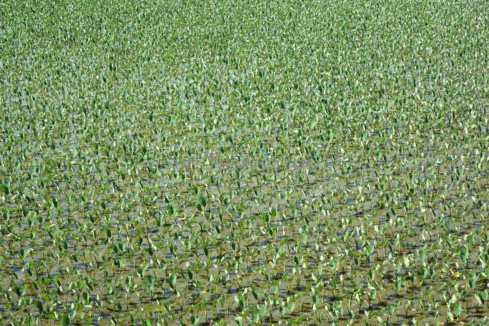 Aerial view of a large taro field in southern Taiwan