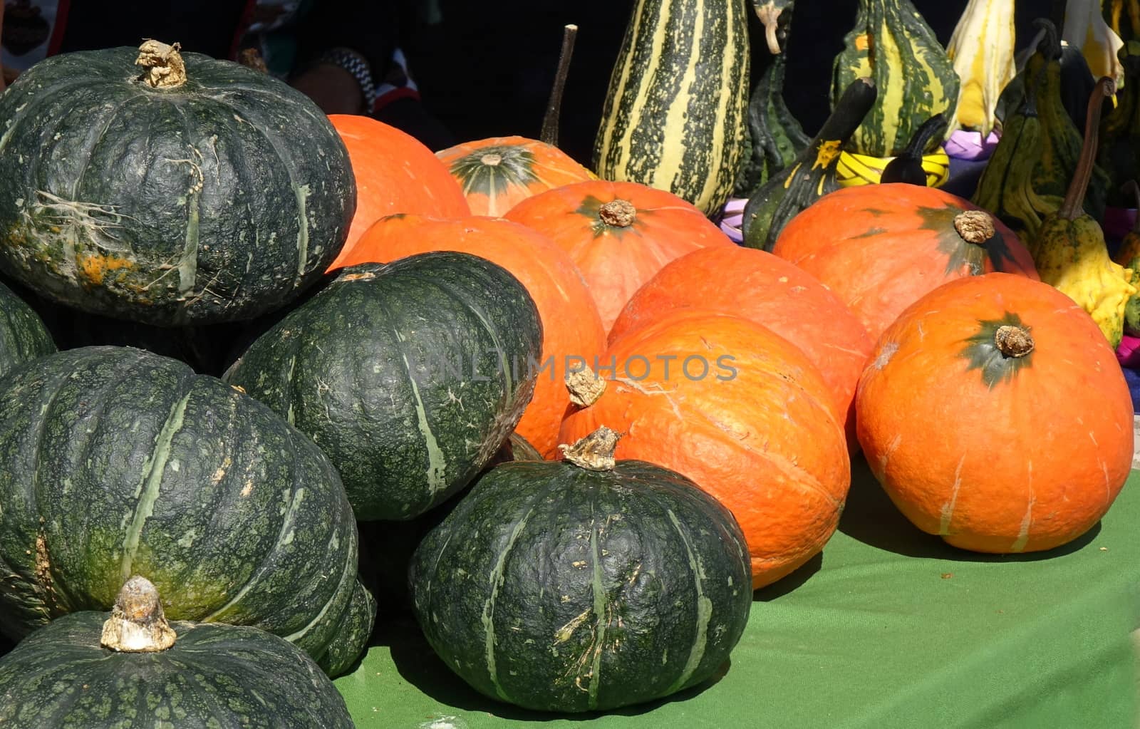Green and orange pumpkins are sold at a farmer market

