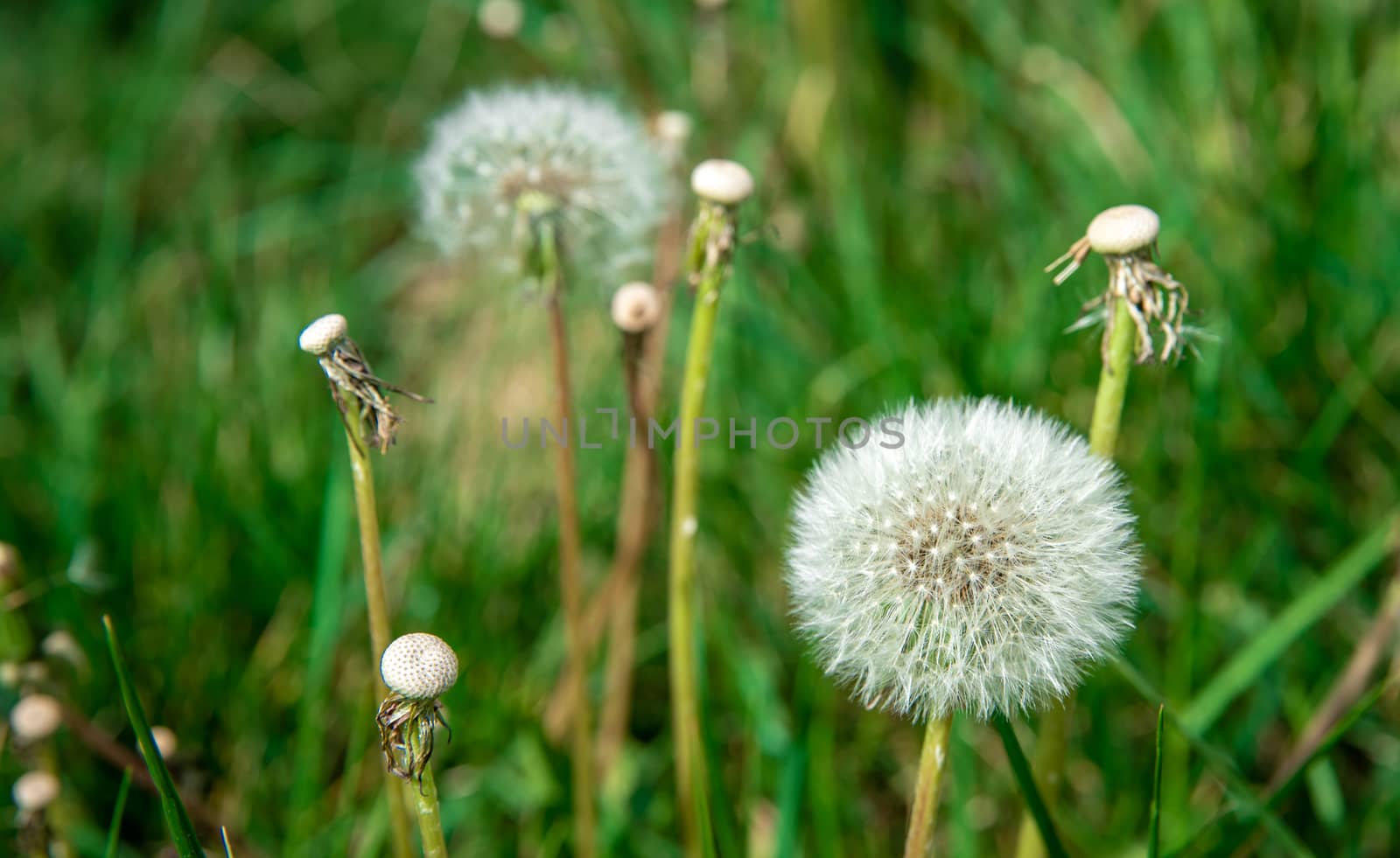 dandelions on a green meadow in the grass.