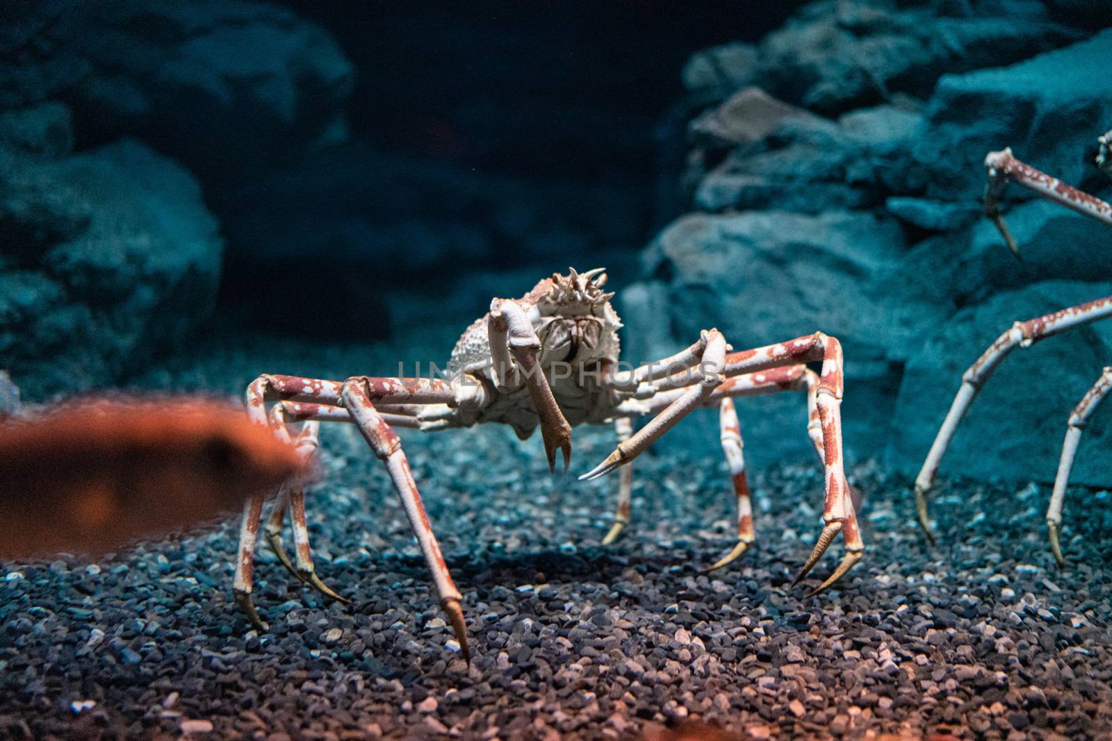 Japanese spider crab  at Osaka Aquarium Kaiyukan, Japan by Songpracone