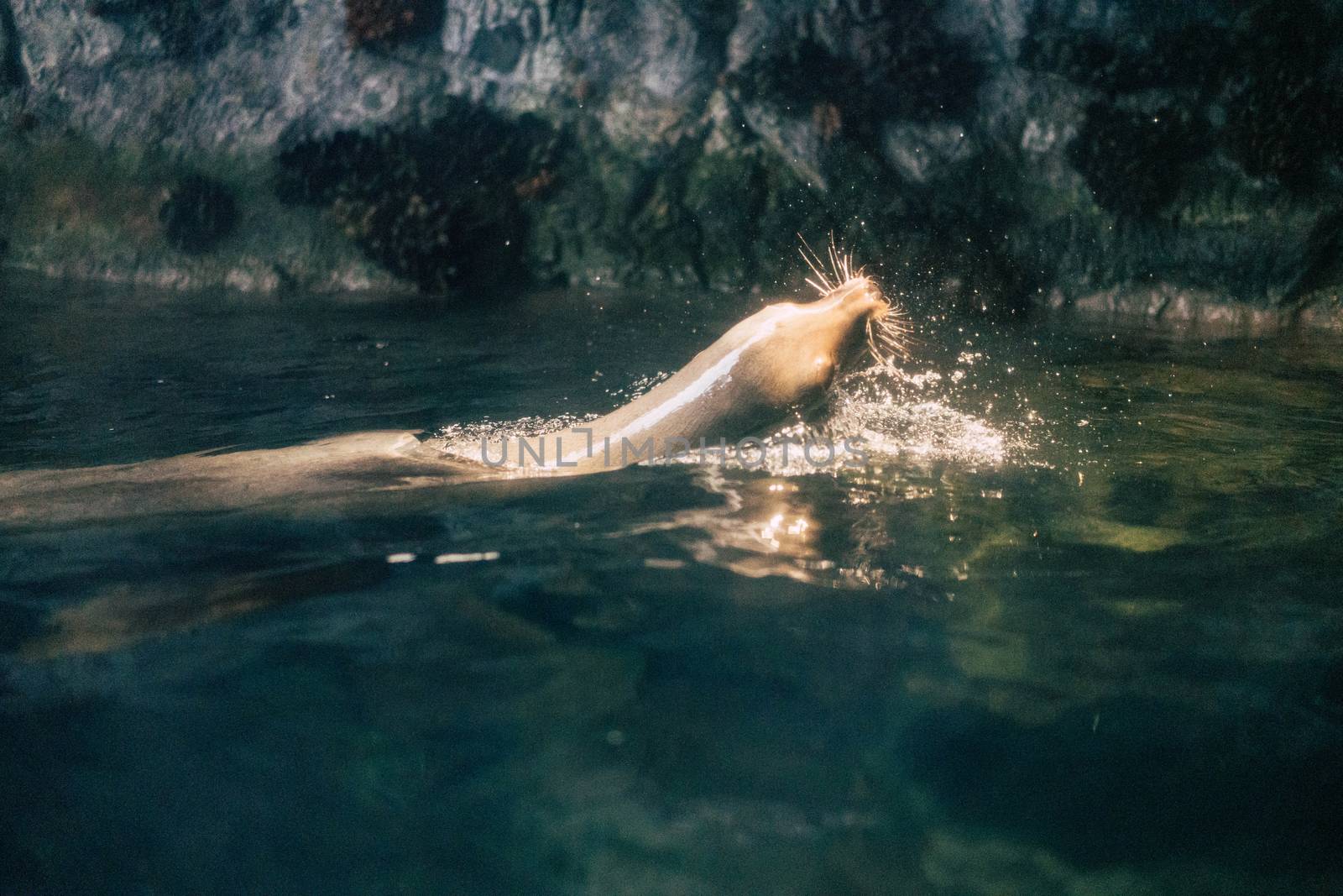 Sea lion swimming with splash at Osaka Aquarium Kaiyukan, Japan