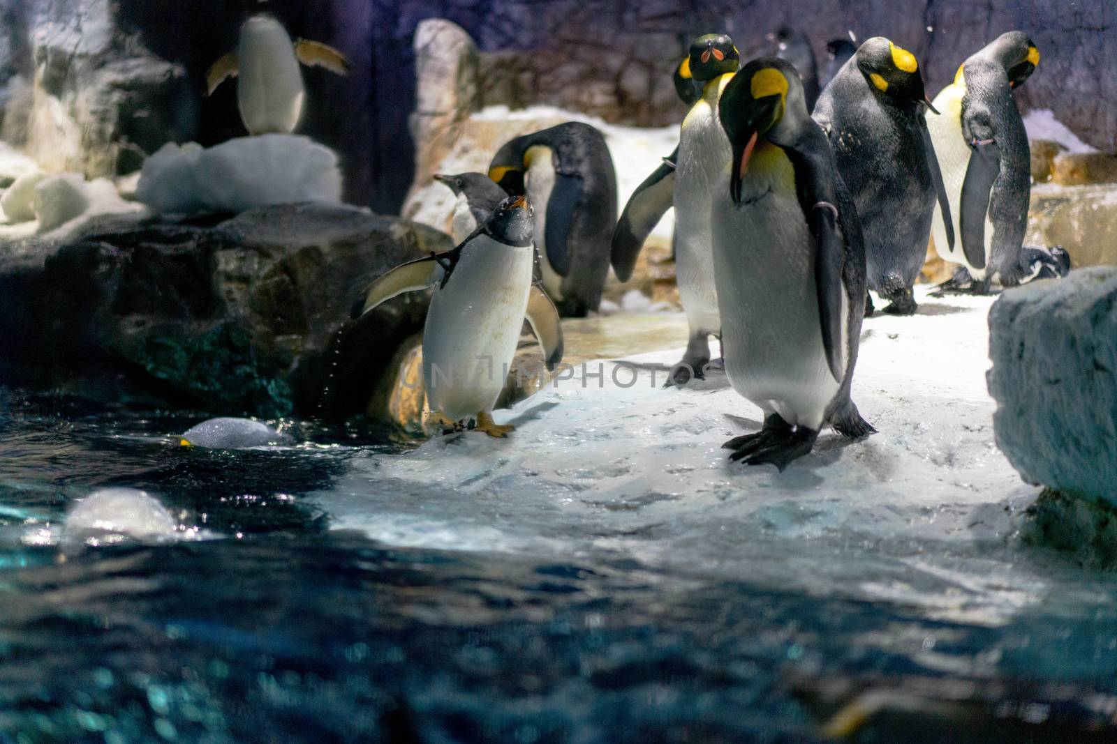 Folk of Gentoo penguins and King penguins at Osaka Aquarium Kaiy by Songpracone
