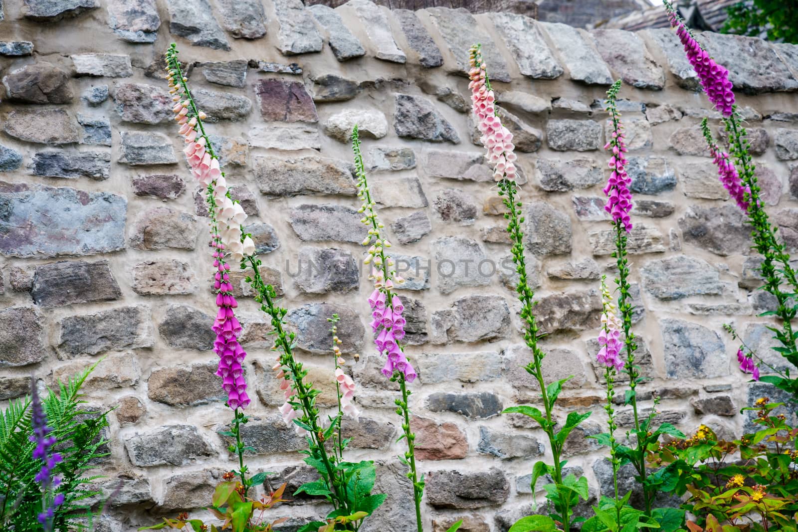 Floral show of colorful foxglove flowers with stone wall by paddythegolfer