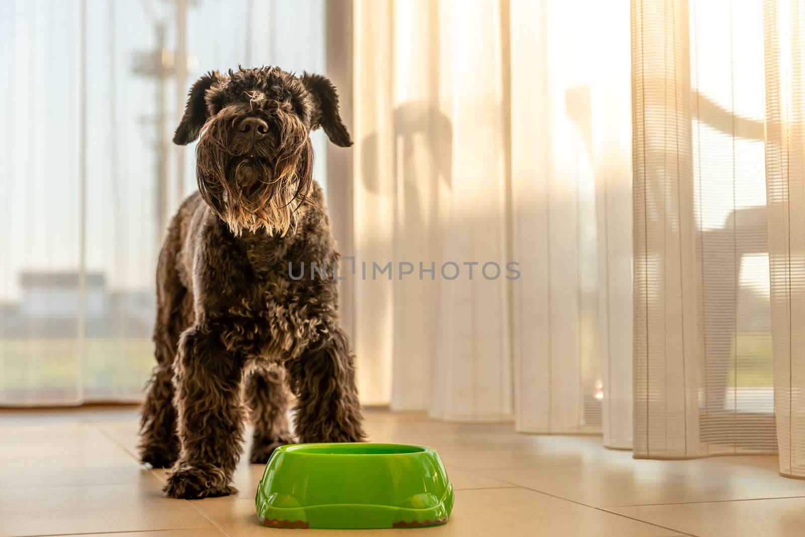 little black dog in the house near a bowl of water or food.