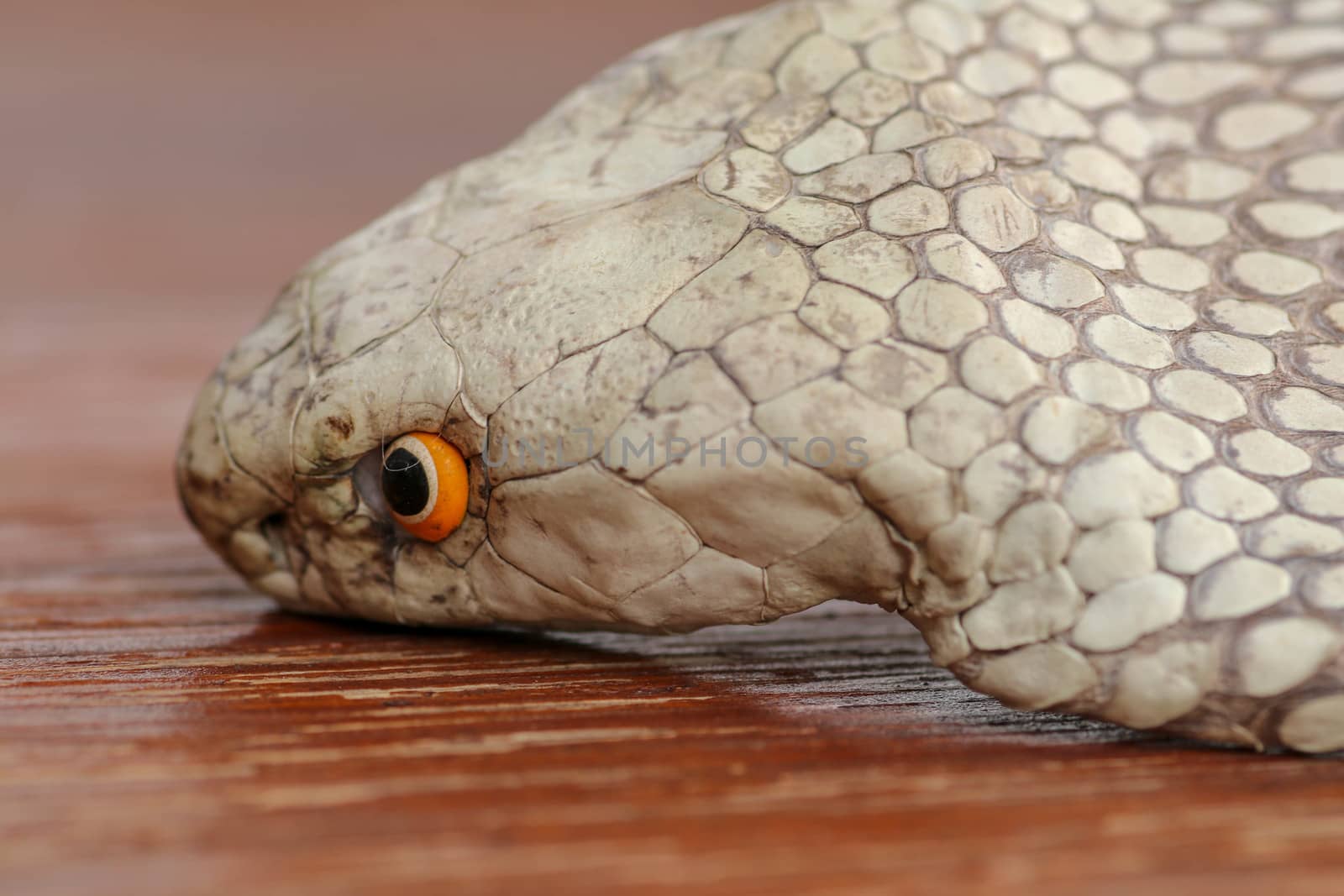 A close up head of a King Cobra. Tanned skin of Ophiophagus hannah. Belt of the most venomous snake on Bali island in Indonesia. Product from leather workshop.