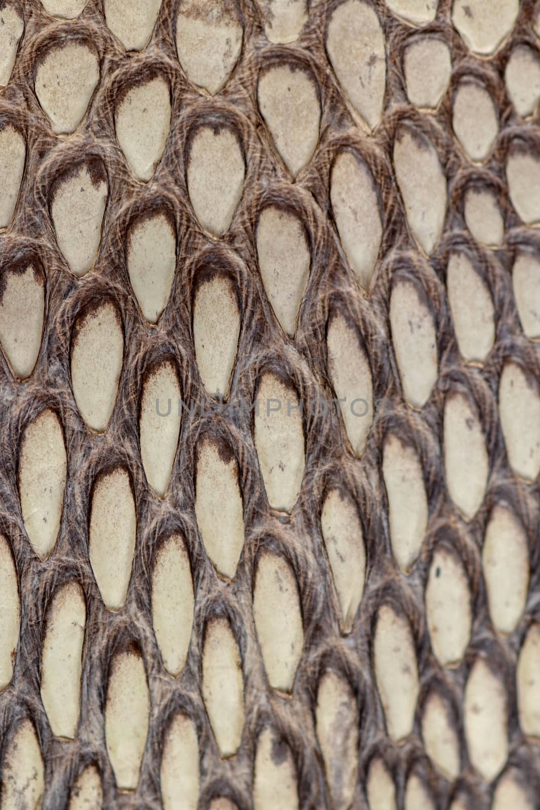 Detail of snake skin belt. A close up of a belt of the most venomous snake King cobra on Bali island in Indonesia. Product from leather workshop. Tanned skin of Ophiophagus hannah. Macrophotography. by Sanatana2008