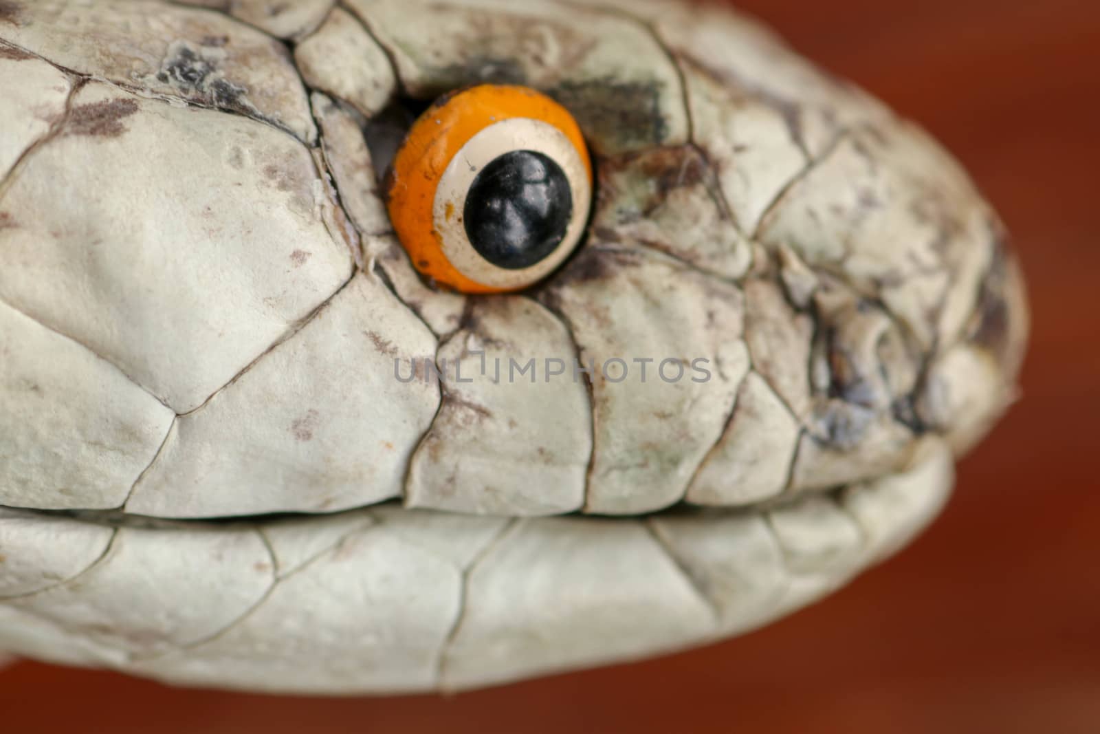 A close up head of a King Cobra. Tanned skin of Ophiophagus hannah. Belt of the most venomous snake on Bali island in Indonesia. Product from leather workshop.