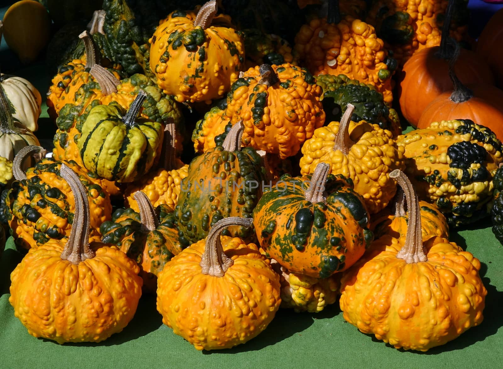 Warty or pimpled pumpkins are commonly used for decorative purposes