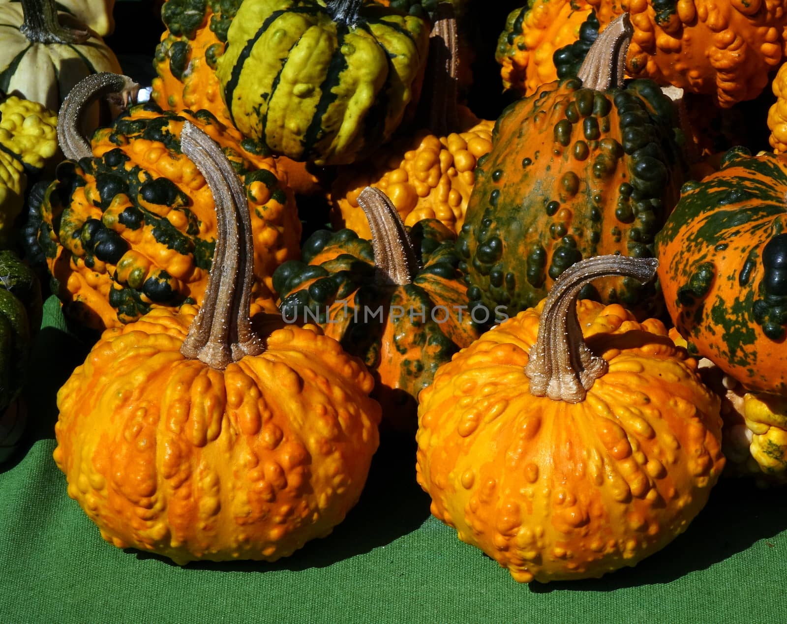 Warty or pimpled pumpkins are commonly used for decorative purposes