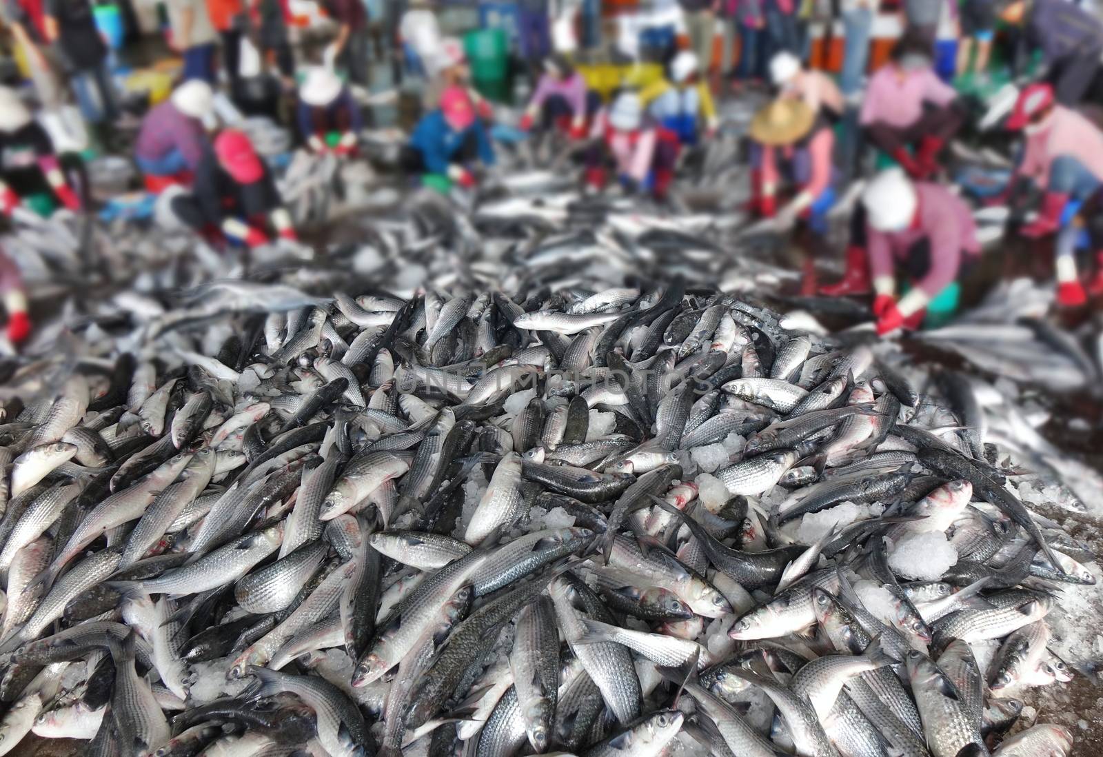 Workers extract mullet roes from freshly caught gray mullet fish. The roe will be sold as a highly priced delicacy.

