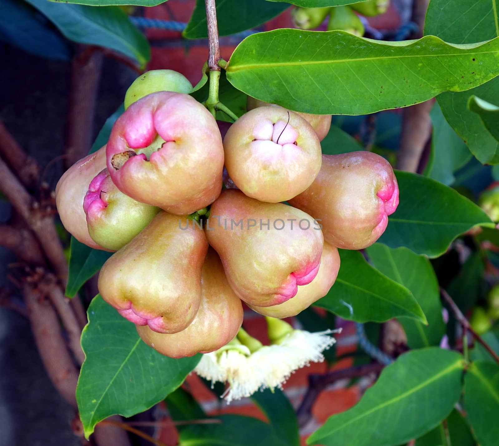 Wax apples or bell fruits (Syzygium samarangense) are a popular fruit in Taiwan