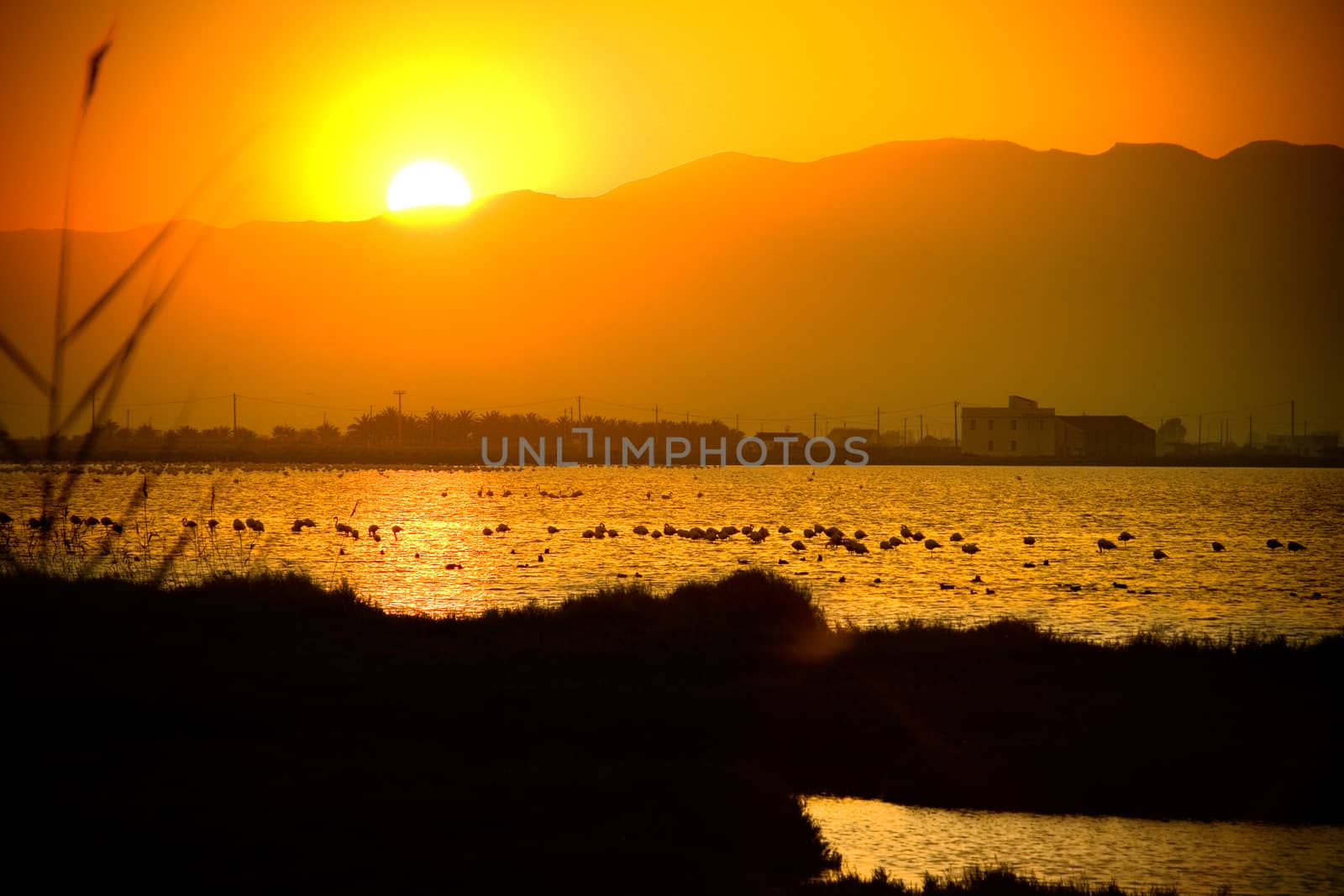 Sunset view and flamingos silhouettes on the river.