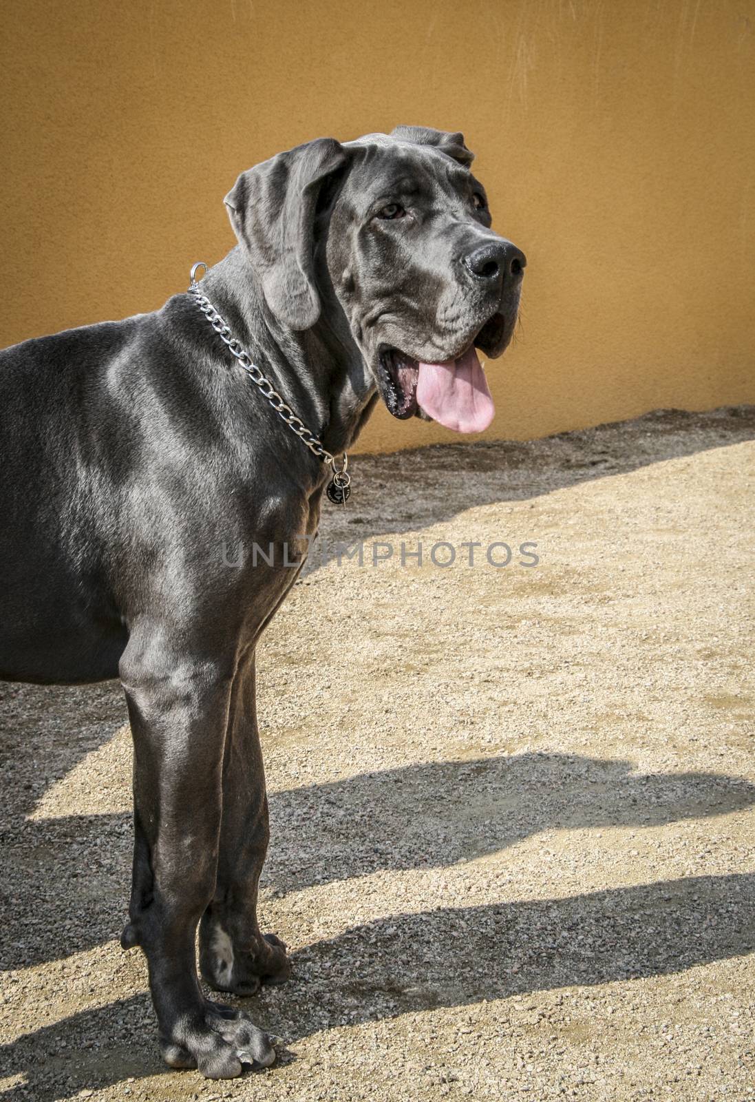 Black Great Dane standing to the side by tanaonte