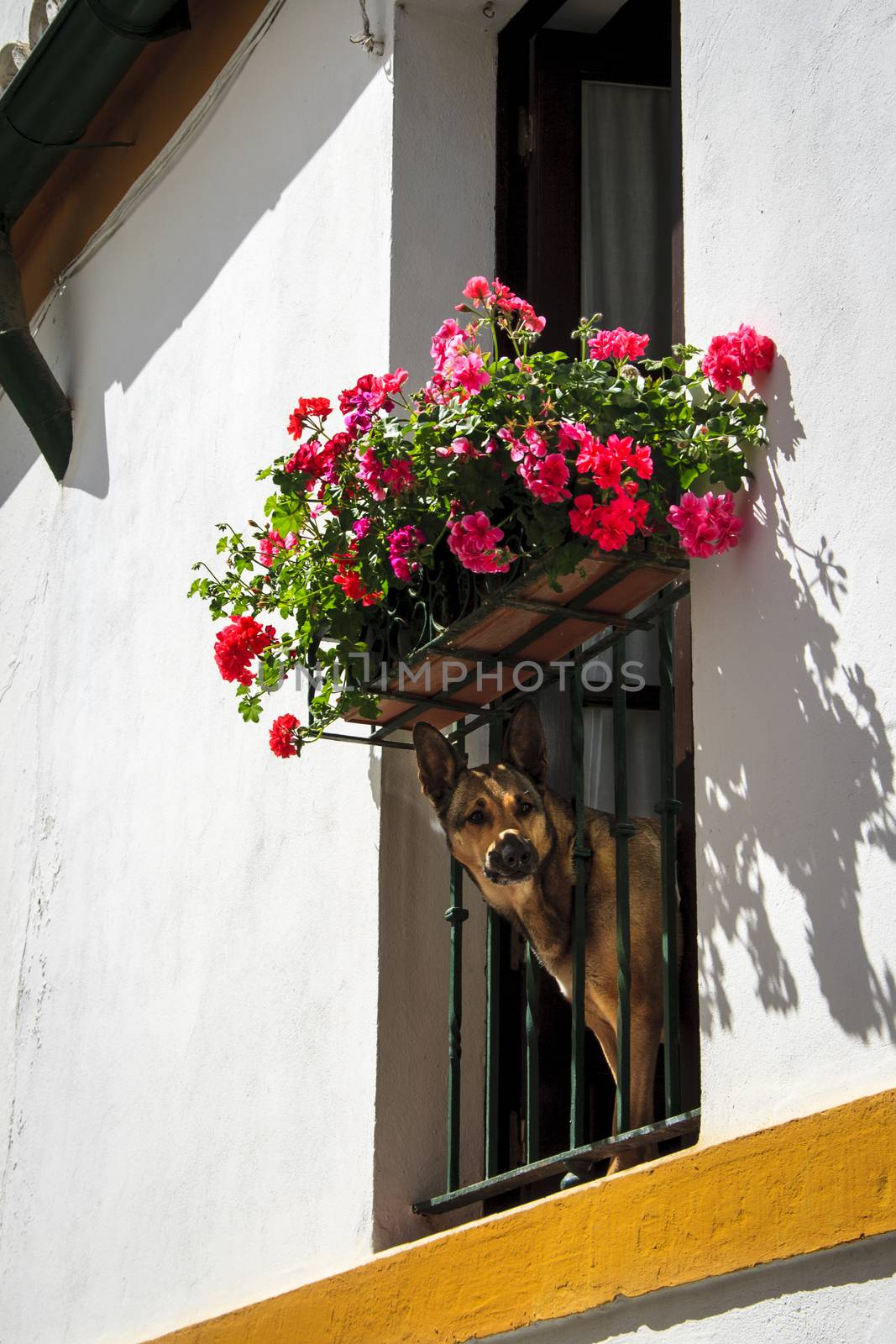 dog (German Shepherd) peeking through a flowered balcony in Andalucia, Spain