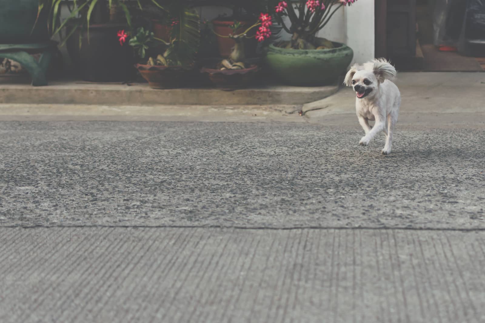 Dog so cute beige color mixed breed with Shih-Tzu, Pomeranian and Poodle running with happy fun when vacation travel