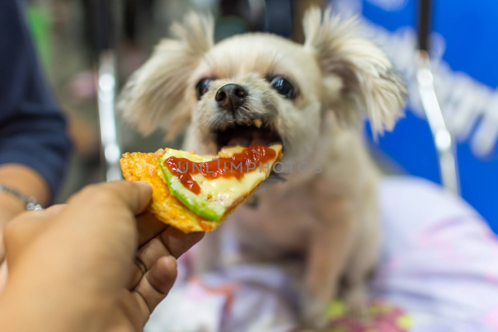 Dog so cute mixed breed with Shih-Tzu, Pomeranian and Poodle sitting at wooden table outdoor restaurant waiting to eat a pizza cheese feed by people is a pet owner