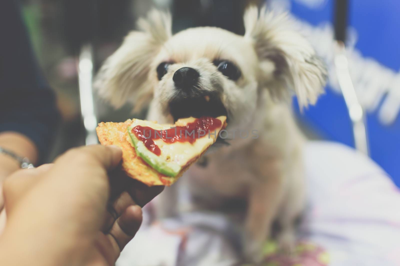 Dog so cute mixed breed with Shih-Tzu, Pomeranian and Poodle sitting at wooden table outdoor restaurant waiting to eat a pizza cheese feed by people is a pet owner