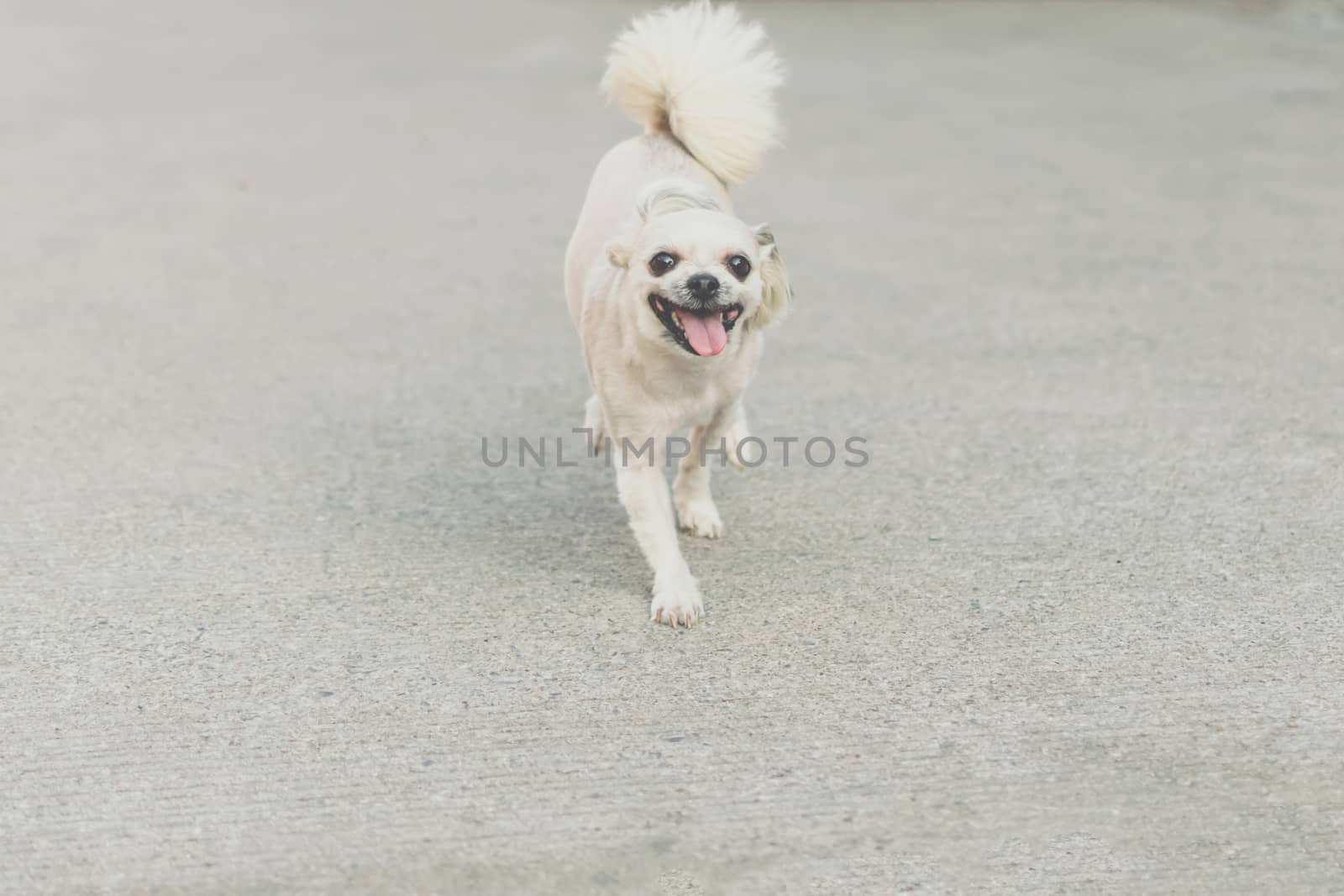 Dog so cute beige color mixed breed with Shih-Tzu, Pomeranian and Poodle running with happy fun when vacation travel