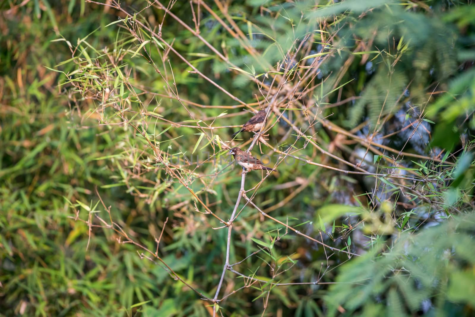 Bird (Scaly-breasted Munia) in a nature wild by PongMoji