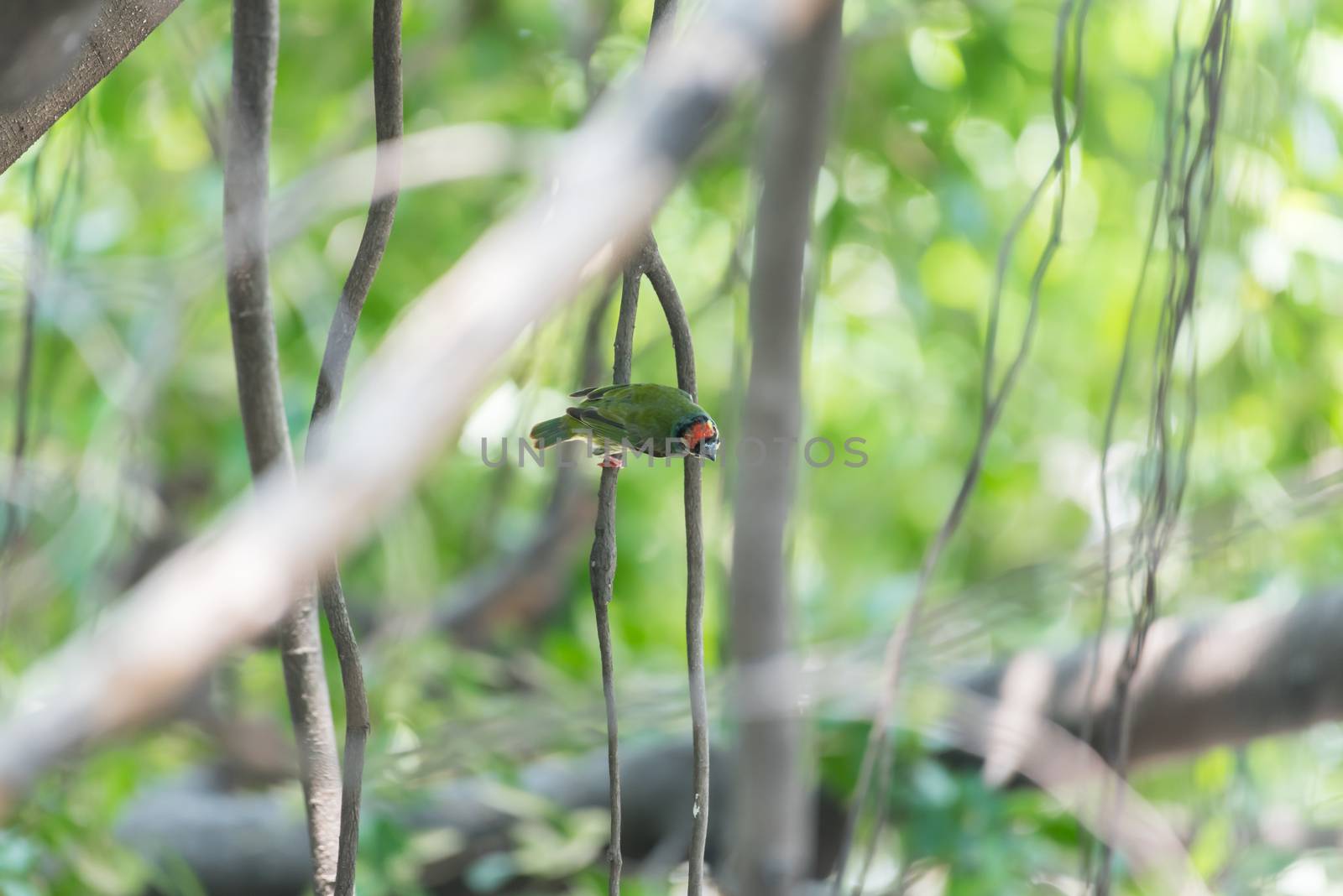 Bird (Coppersmith barbet) on tree in a nature wild by PongMoji