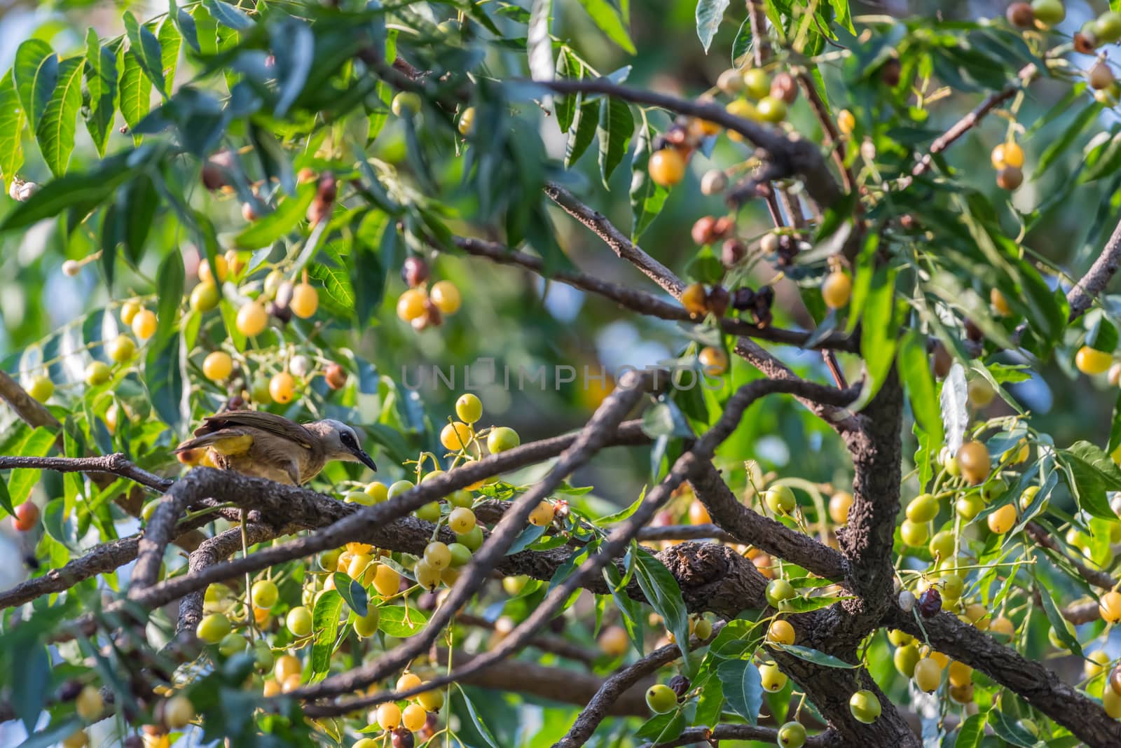 Bird (Yellow-vented Bulbul, Pycnonotus goiavier) black, yellow and brown color perched on a tree in a nature wild