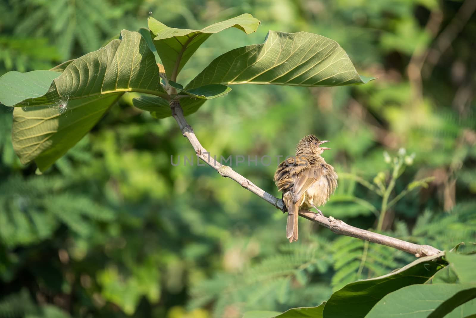 Bird (Streak-eared bulbul, Pycnonotus blanfordi) brown color perched on a tree in a nature wild