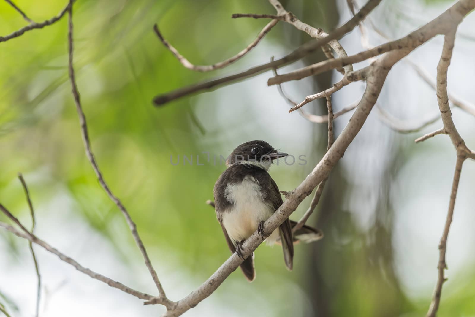 Bird (Malaysian Pied Fantail, Rhipidura javanica) black and white color perched on a tree in a nature wild