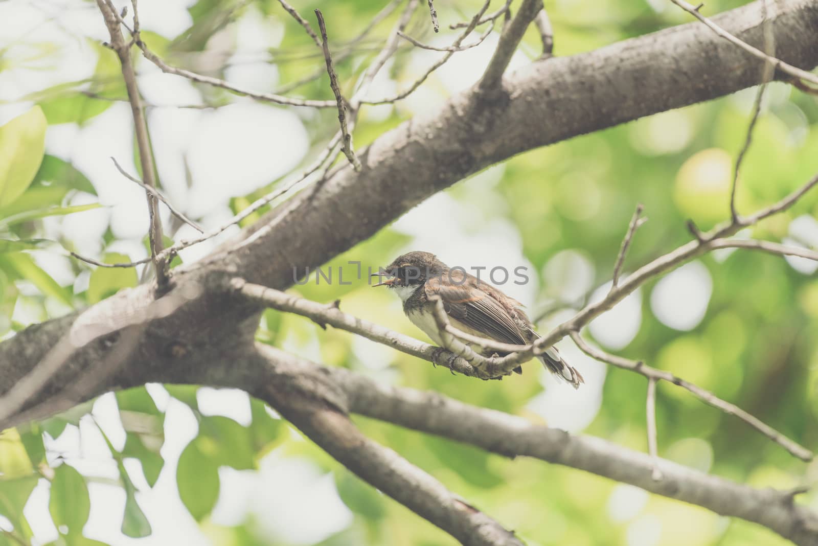 Bird (Malaysian Pied Fantail, Rhipidura javanica) black and white color perched on a tree in a nature wild