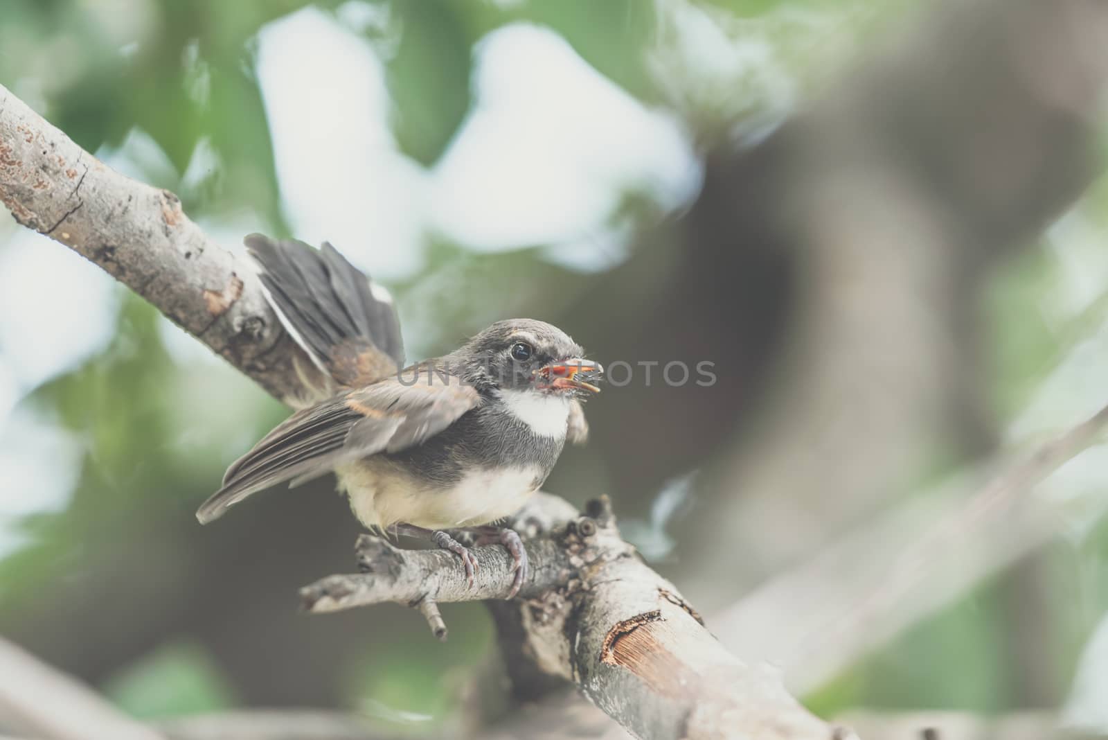 Bird (Malaysian Pied Fantail, Rhipidura javanica) black and white color perched on a tree in a nature wild