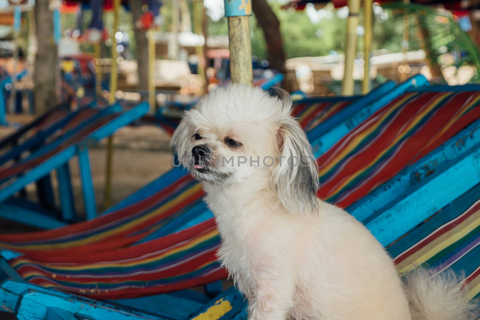 Dog relax on beach chair when travel at sea by PongMoji